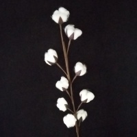 Ветка хлопка искусственная (50см, 9 коробочек), 1 шт.