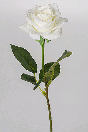 Роза (44см), Келли, Белая, 1 шт.