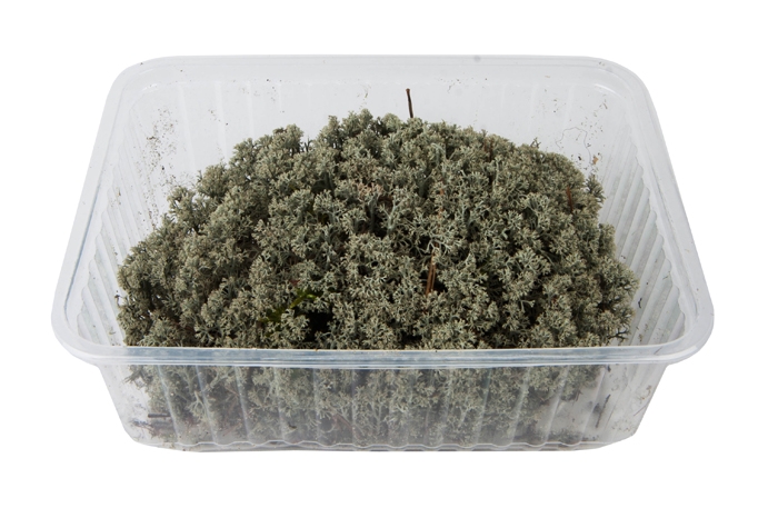 Мох высушенный, ягель, серо-голубой, 750гр.