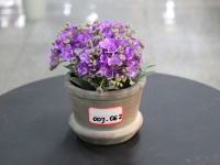Декоративное растение в кашпо (15 см), сиреневый, 1шт.