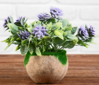 Бонсай в горшке (9*15см), Остролист и суккуленты, Микс, 1 шт.