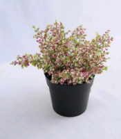 Лаванда в пластиковом горшке (20х20х20см), бежевая/розовая, 1 шт.