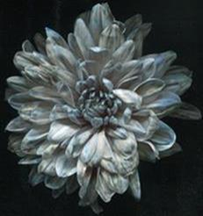 Краска для окрашивания живых цветов (0,275л), черная (33), 1 шт.