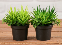 Бонсай в горшке (6,5*11см) Суккуленты, микс, 1 шт.