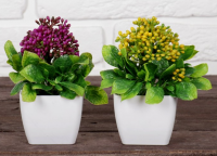 Бонсай в горшке (15*7см), Бувардия, Микс, 1 шт.