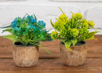 Бонсай (6*10см) Цветущий папоротник, микс, 1 шт.