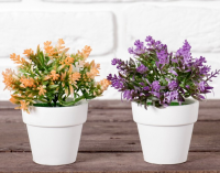 Бонсай в горшке (7*11см) Двуцветник, микс, 1 шт.