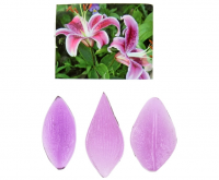 Безымянный