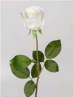 Роза (66см), Диана, Белая, 1 шт.