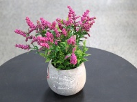 Декоративное растение в кашпо (23см), 1шт.