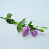 Эустома (67cм), микс, 1 шт.