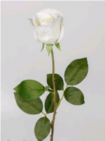 Роза (66см), Диана, Белая, 1 шт.