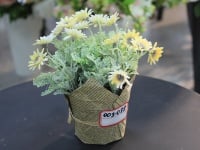 Декоративное растение в кашпо (17 см), цвета микс, 1шт.