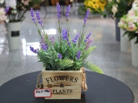 Декоративное растение в кашпо (17 см), микс, 1 шт.