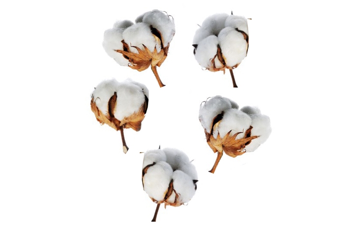 Хлопковые коробочки натуральные, 1 шт.