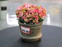 Декоративное растение в кашпо (15 см), розовый, 1шт.