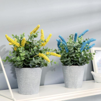 Бонсай (10*22 см) Мускари гроздевидный, микс, 1 шт.