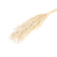 Сухоцвет, Пампасная трава, Бежевый, 1 шт.