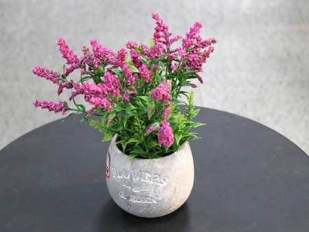 Декоративное растение в кашпо (23см), 1шт.