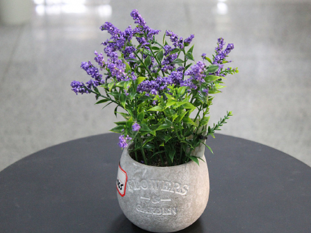 Декоративное растение в кашпо (23см), 1шт.