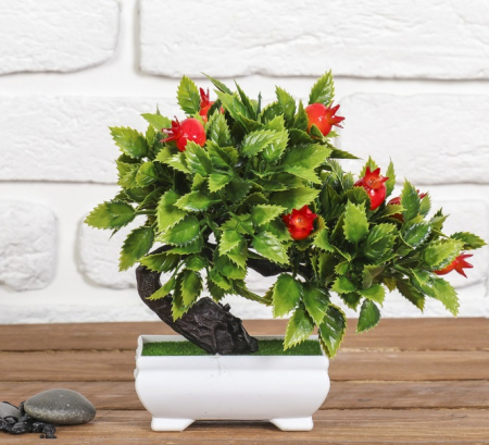 Бонсай (10х18см) Деревце гранат, 1шт.