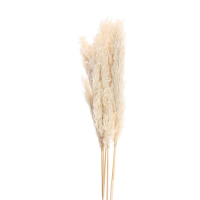 Сухоцвет, Пампасная трава, Бежевый, 1 шт.